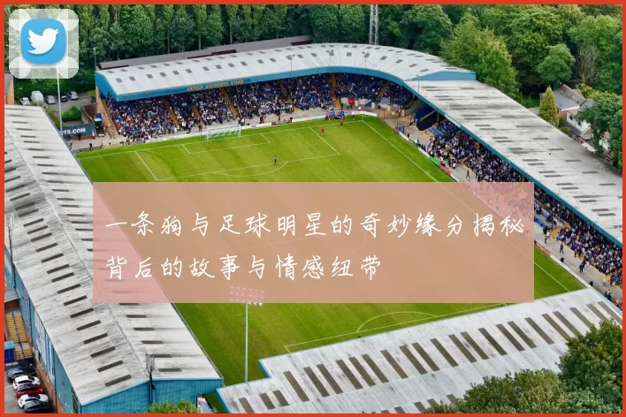 一条狗与足球明星的奇妙缘分揭秘背后的故事与情感纽带